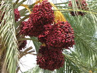 Date palm