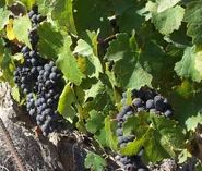 Fatgiyah vineyard7.jpg (903 ק"ב)
