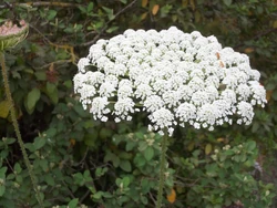 Daucus Carota maximus kdumim 3