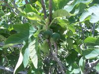 Ficus carica fruits