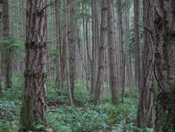 Forest on San Juan Island