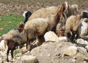 Palestine shepherd 4