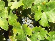 Fatgiyah vineyard6.jpg (3.53 מ"ב)