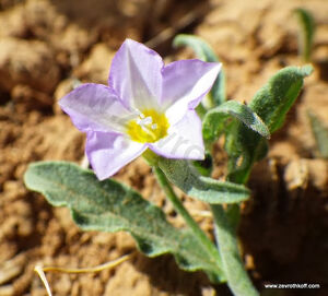 Convolvulus arvensis nacal talkit