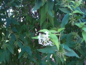 Abelia triflora מהרי ההימליה