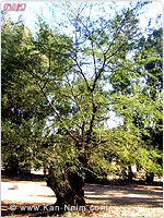 AcaciaNilotica 150x200k-n 16-12-07 01.jpg