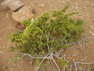 Nitzana Flora along Road ten 25