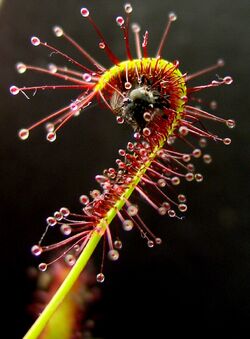 Drosera capensis bend