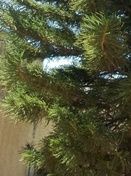 ARAUCARIA EXCELSA.jpg