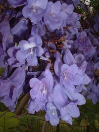 BlueJacarandaFlowers