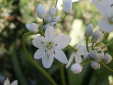 נץ-חלב אזמלני Ornithogalum lanceolatum Labill kdumim 02