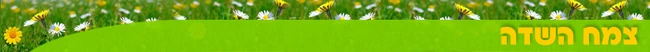 לוגו האתר