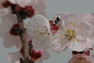 Prunus dulcis Arad valley Israel 06