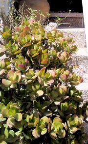 Crassula ovata