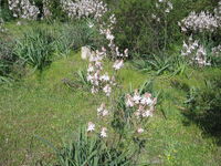 Urginea from Sardegnia 4