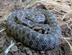 Vipera palaestina