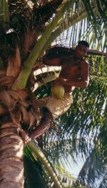 Coconutpicking