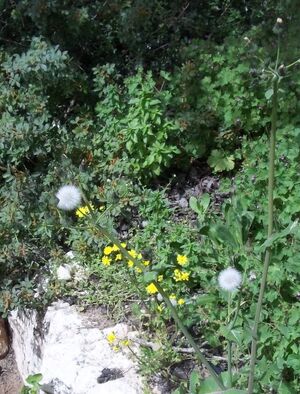 Sonchus oleraceus