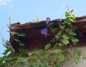 Ipomoea.jpg