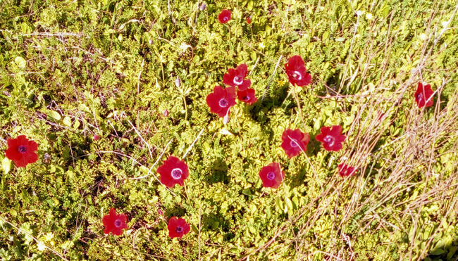 Anemone coronaria kdumim lanuary 2019