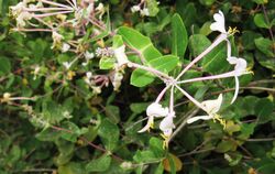 Lonicera1