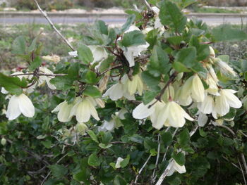 Clematis cirrhosa flowers from kdumim winter 2014 after rain 01