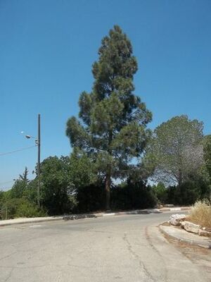 Pinus canarensis