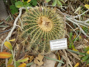 Echinocactus grusonii