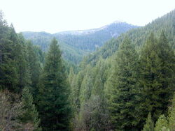 Conifer forest