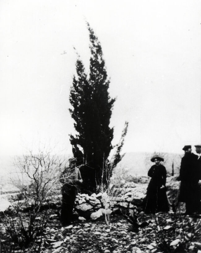 THE CYPRESS TREE PLANTED BY THEODOR HERZL NEAR MOTZA IN 1898. IT WAS LATER CUT DOWN BY THE TURKS. הברוש (בטעות נחשב ארז) שנטע תיאודור הרצל ליד מוצא (ארזה) - שנת 1898