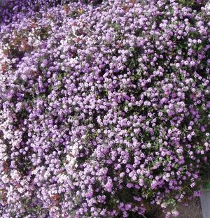 Lantana Montevidensis