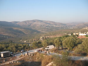 Olives tree a city of shomron