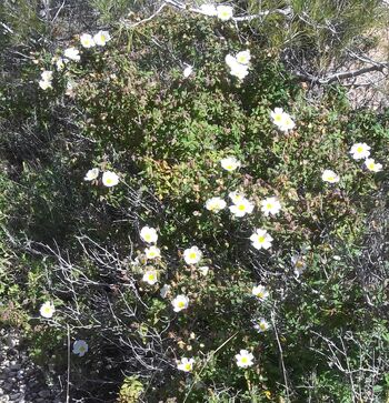 Cistus salviifolius