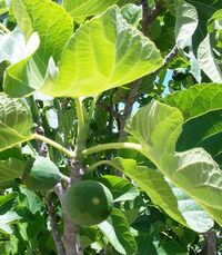 Ficus carica