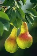 Pears.jpg (132 ק"ב) אגסים על ענף