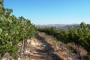 Fatgiyah vineyard3.jpg (3.61 מ"ב)