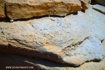 עוד מאובנים בנחל תלול