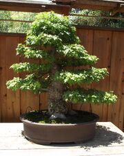 Liquidambar orientalis bonsai