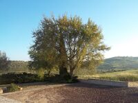 Quercus boissieri kdumim cemetary