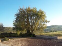 Quercus boissieri kdumim cemetary