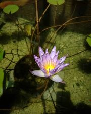 Nymphaea