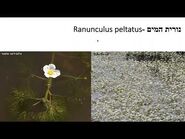 צמחי ישראל - הרצאה משלימה (בתי גידול לחים, צמחי שדות, צמחים פולשים וצמחים ליטופיטים)
