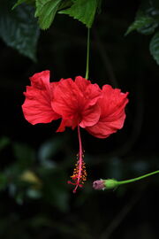 Hibiscus Kerala