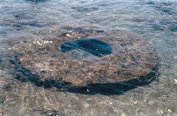 Sweet water in the Well at salt sea a Dor beach Israel