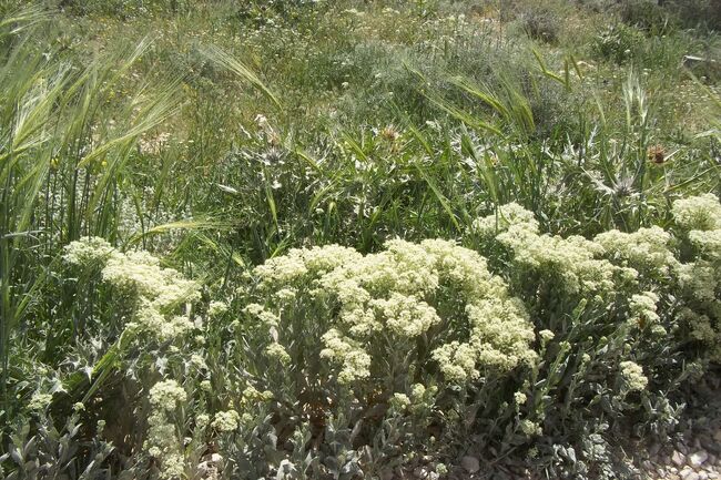Lepidium draba..jpg