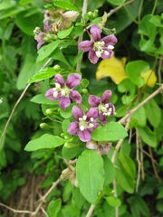 Lycium chinense 15.jpg