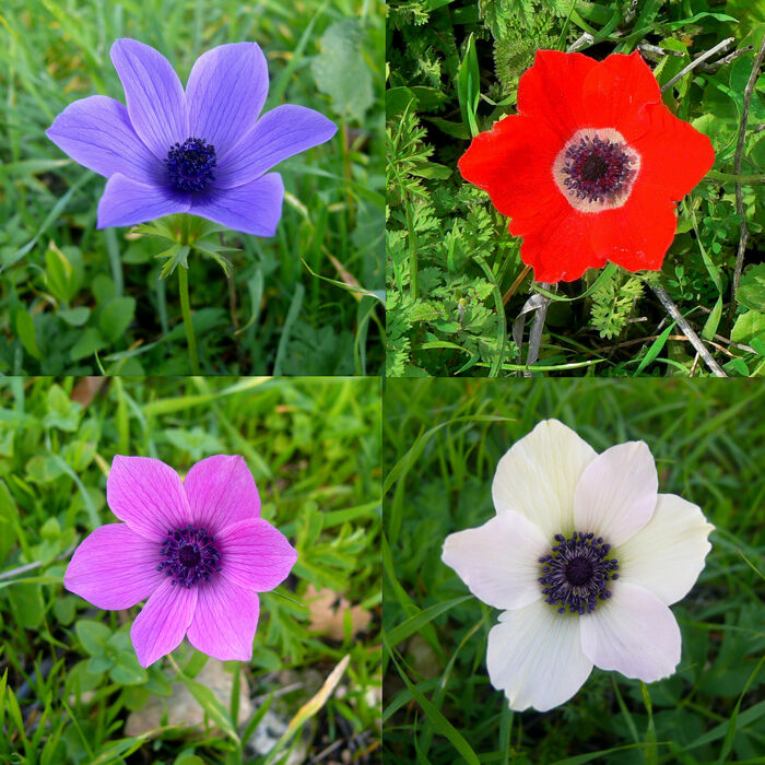 Colorful-Anemone-coronaria-Zachi-Evenor