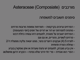 מורכבים 11.png