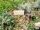 Lavandula angustifolia Miller