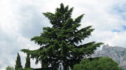 Cedrus